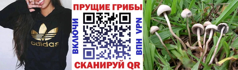 как найти   Алупка  Псилоцибиновые грибы Cubensis 